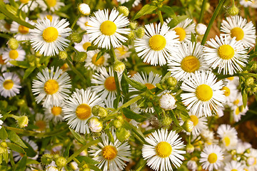 Image showing Daisy