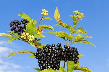 Image showing Elder branch with berries