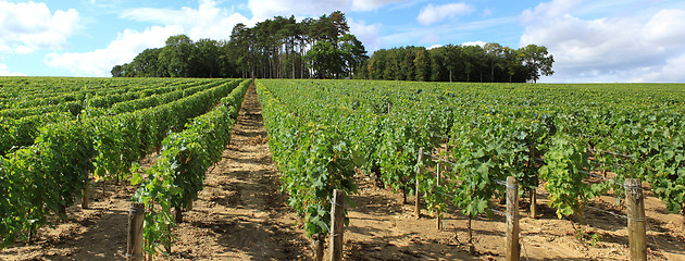 Image showing Vines