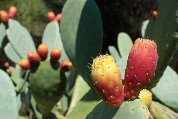 Image showing Prickly pears