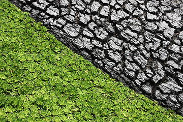 Image showing Dry mud and floating plant