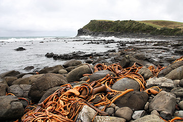 Image showing New Zealand