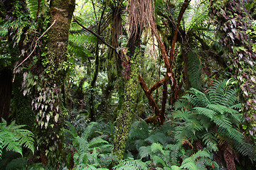 Image showing Rainforest, New Zealand