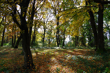 Image showing Autumn forest path