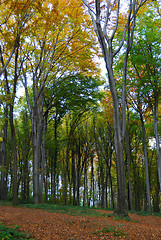 Image showing Autumn forest path