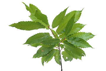 Image showing Branch of green leaves chestnut