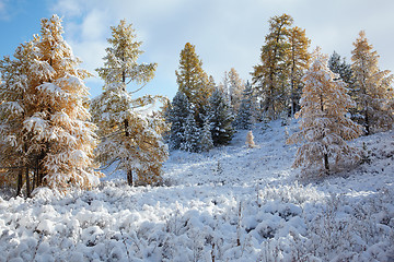 Image showing Altai under snow