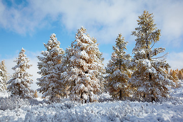 Image showing Altai under snow