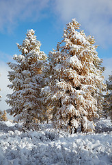 Image showing Altai under snow