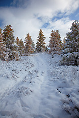 Image showing Altai under snow