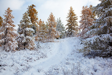 Image showing Altai under snow