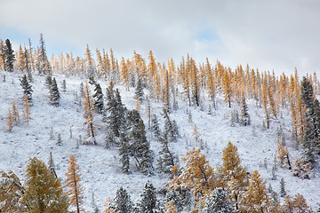 Image showing Altai under snow