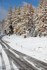 Image showing Altai under snow