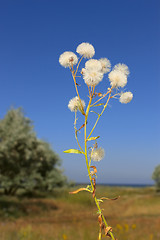 Image showing Plant with similar to ripe dandelion florets
