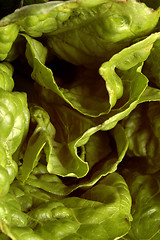 Image showing romaine