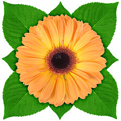 Image showing One orange flower with green leaf