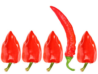 Image showing Group of red fresh pepper