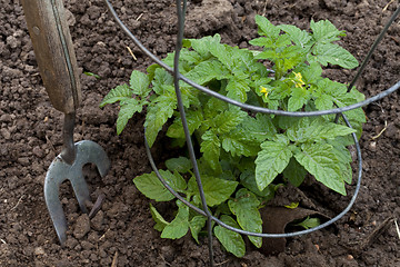 Image showing new tomato plant in a garden