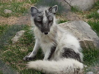 Image showing Arctic fox Langedrag Norway