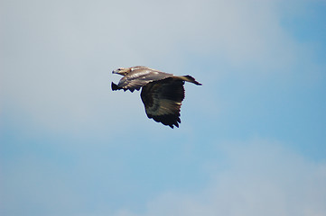 Image showing Flying High - Whistling Kite