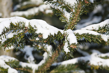 Image showing Fir tree covered with snow