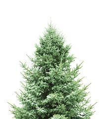 Image showing Pine for Christmas