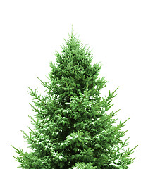 Image showing Green Christmas Tree