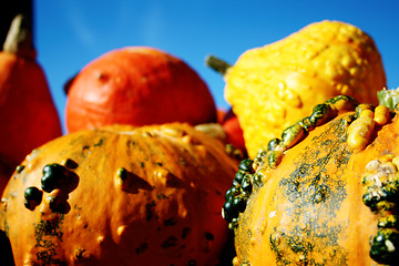 Image showing Huge beautiful pumpkins