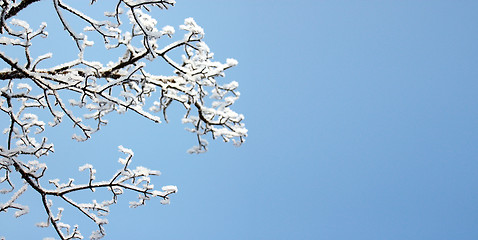 Image showing snow on tree branches