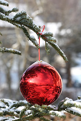 Image showing Beautiful Christmas bauble on fir tree branches
