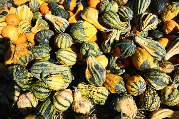 Image showing Pumpkins