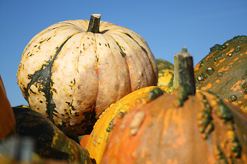 Image showing Colorful pumpkins