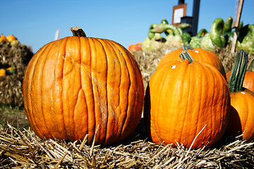 Image showing Beautiful pumpkins