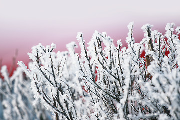 Image showing icy branches