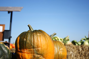 Image showing Pair of Pumpkins