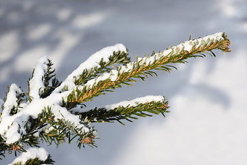 Image showing Pine branch in winter