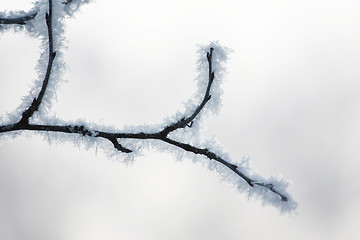 Image showing icy snowflakes