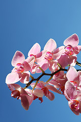 Image showing Orchids in the sky