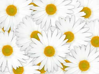 Image showing Abstract background of white flowers
