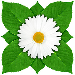 Image showing One white flower with green leaf