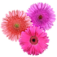 Image showing Set of three flowers isolated on white background