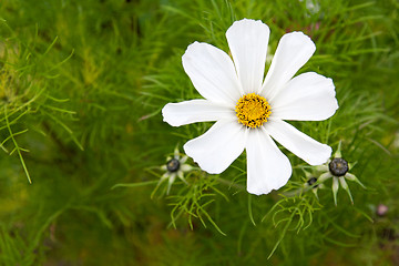 Image showing Flower daisywheel