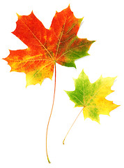 Image showing Two sheets maple autumn