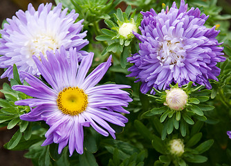 Image showing Violet flowerses
