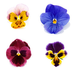 Image showing Four flower with petal