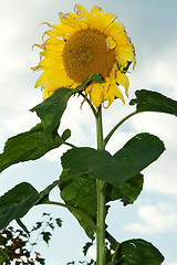 Image showing Mature sunflower on background sky