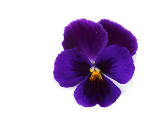 Image showing One flower with petal