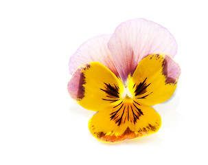 Image showing One flower with petal