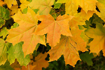 Image showing Yellow sheet of the maple