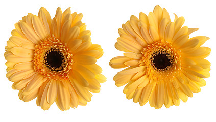 Image showing Two yellow gerbera flowers
